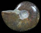 Flashy Red Iridescent Ammonite - Wide #59902-1